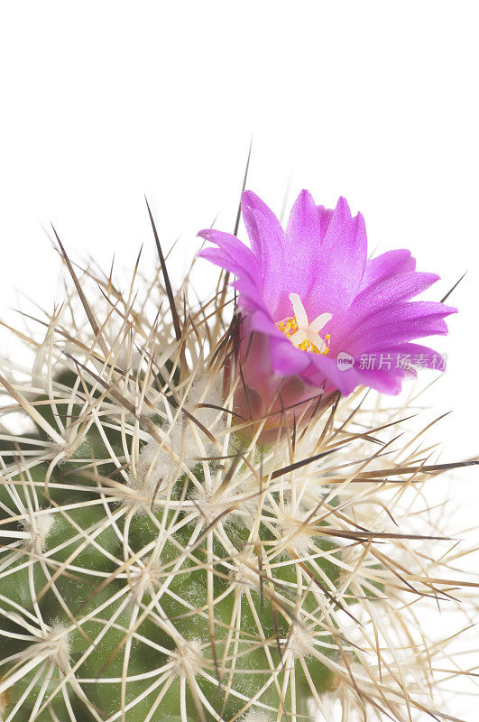 盛开的仙人掌在白色的背景(Gymnocactus horripilus)。